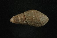 藏品(瘤蜷)的圖片